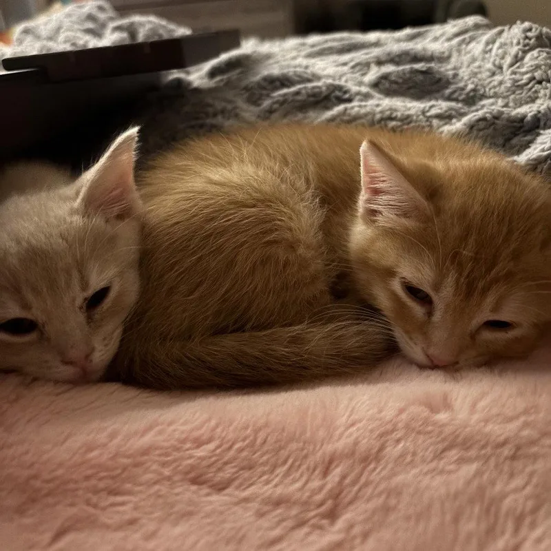 A baby medium-sized male Buff / Tan / Fawn Domestic Short Hair cat named Pipsqueak for adoption in Dallas, TX