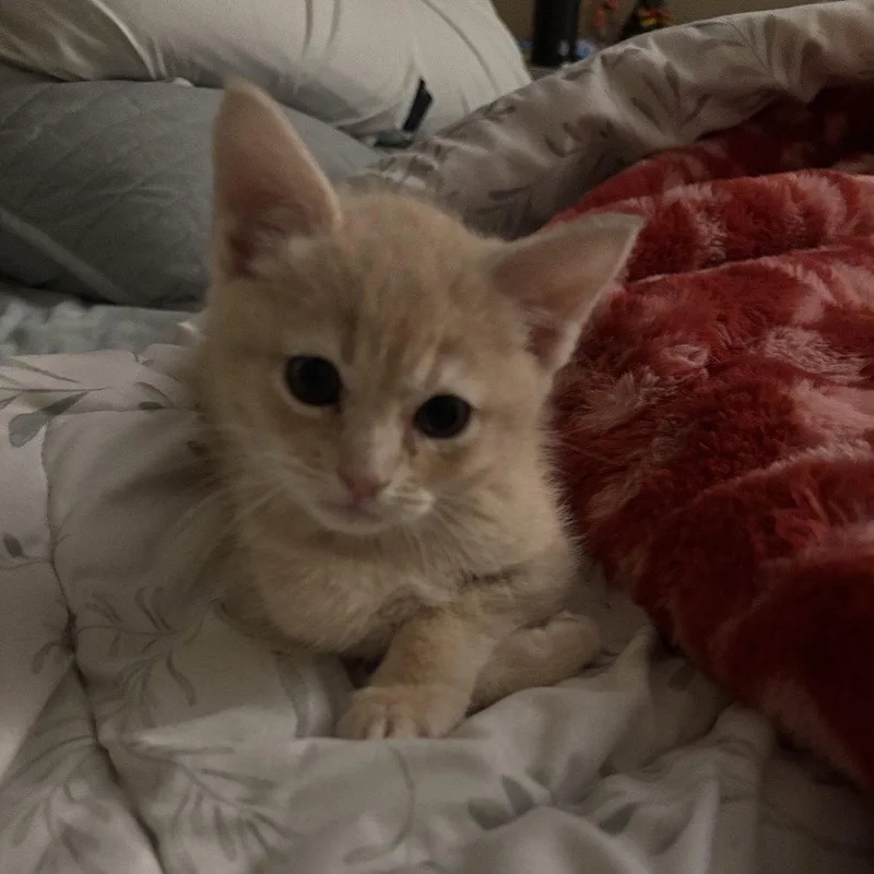 Pipsqueak thumbnail 2