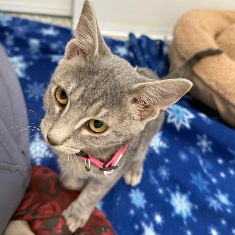 A baby small-sized female Gray / Blue / Silver Domestic Short Hair cat named Donna for adoption in Carroll, IA