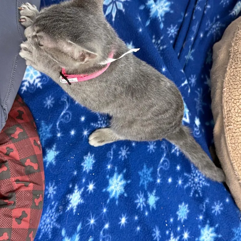 Donna thumbnail 6