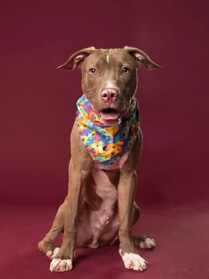 A young medium-sized male Mixed Breed dog named Rocket for adoption in Atlanta, GA