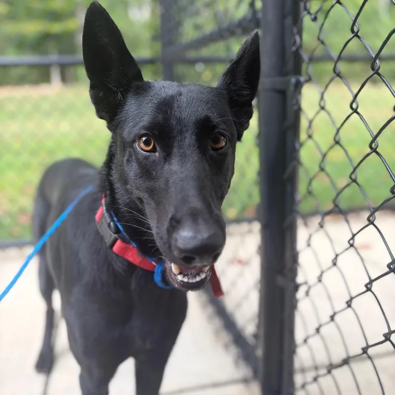 A young medium-sized female Black Shepherd dog named October for adoption in Greensboro, NC