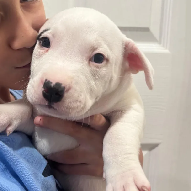 A baby small-sized male Bull Terrier dog named Indigo for adoption in Pasadena , MD