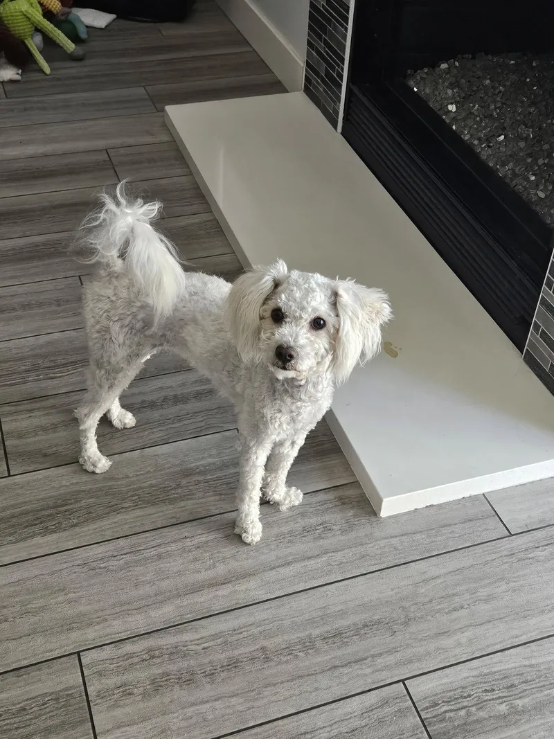 A young small-sized female Poodle dog named Pearl for adoption in Orange, CA