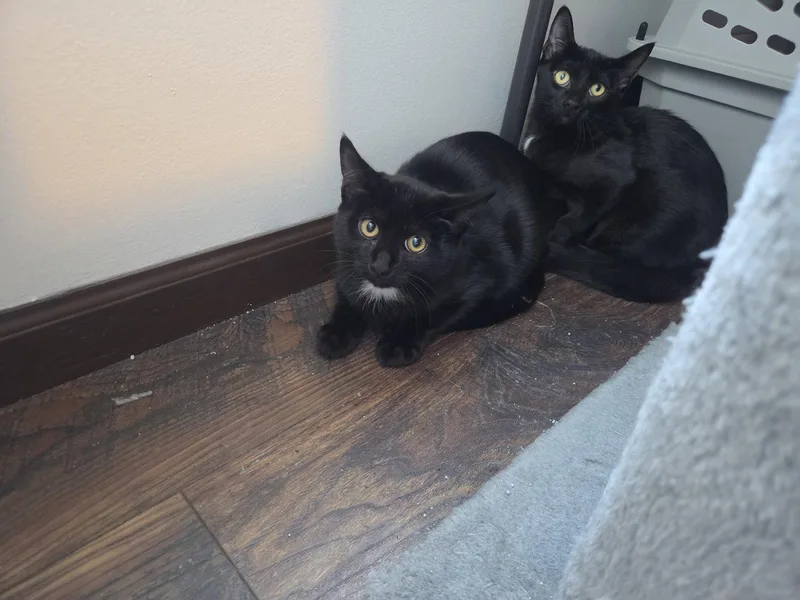 A baby medium-sized male Domestic Short Hair cat named Mo for adoption in hinckley, IL