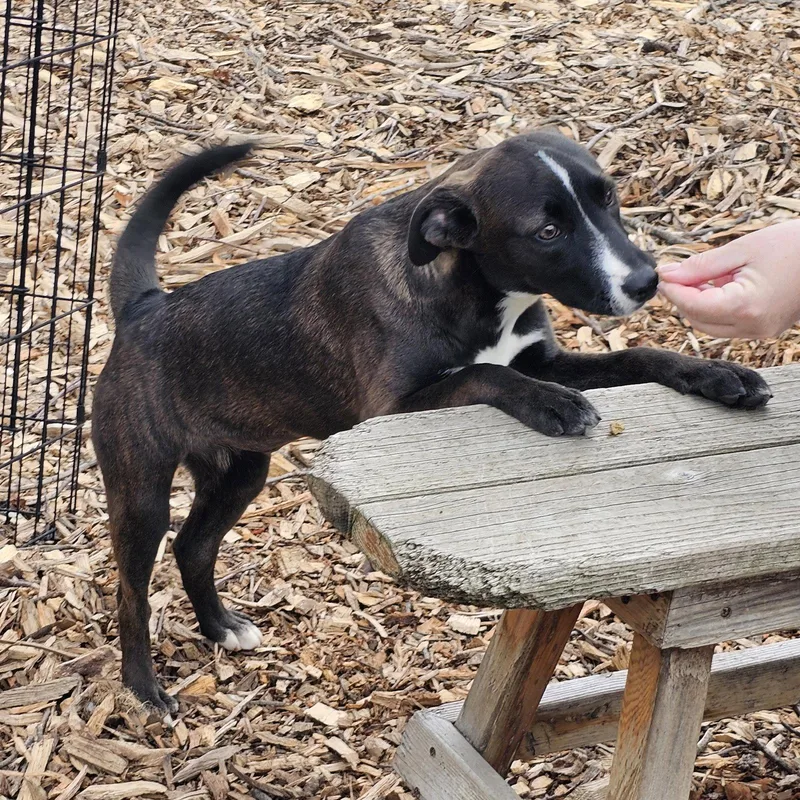 A baby medium-sized female Black Feist dog named Rachel for adoption in Ringwood, NJ