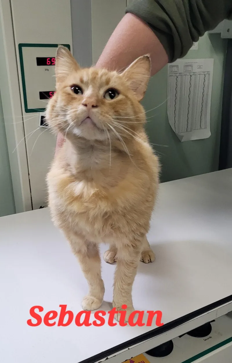 An adult medium-sized male Orange & White Domestic Short Hair cat named Sebastian for adoption in Plymouth, MA