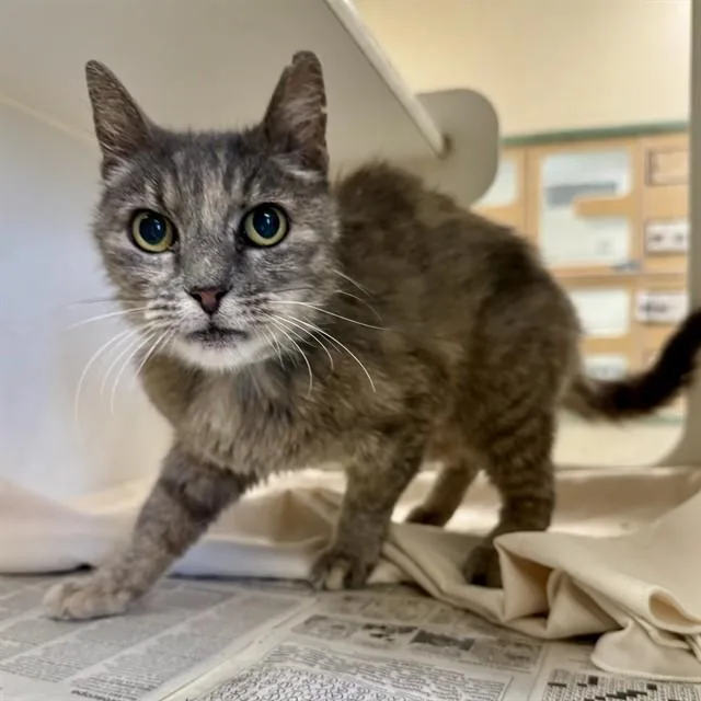 An adult small-sized female Domestic Short Hair cat named Darla for adoption in Riverside, CA