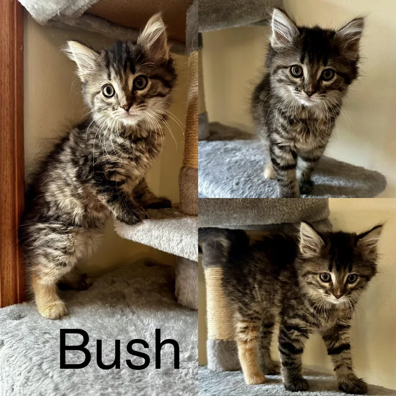 A baby medium-sized female Tabby (Brown / Chocolate) Domestic Medium Hair cat named Bush for adoption in Reeseville, WI