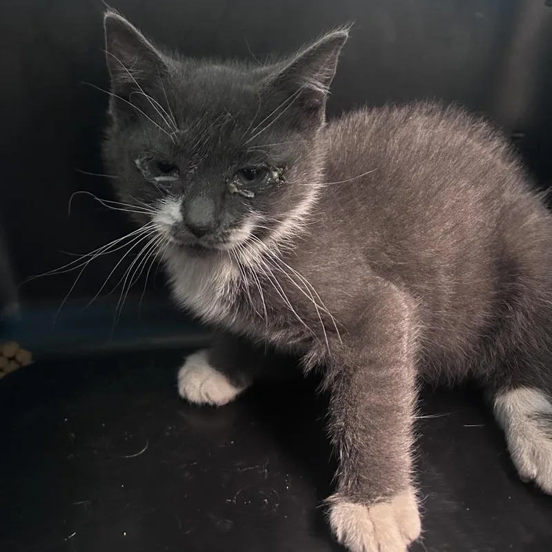 A baby small-sized male Gray / Blue / Silver Domestic Short Hair cat named Meecho for adoption in Philadelphia, PA