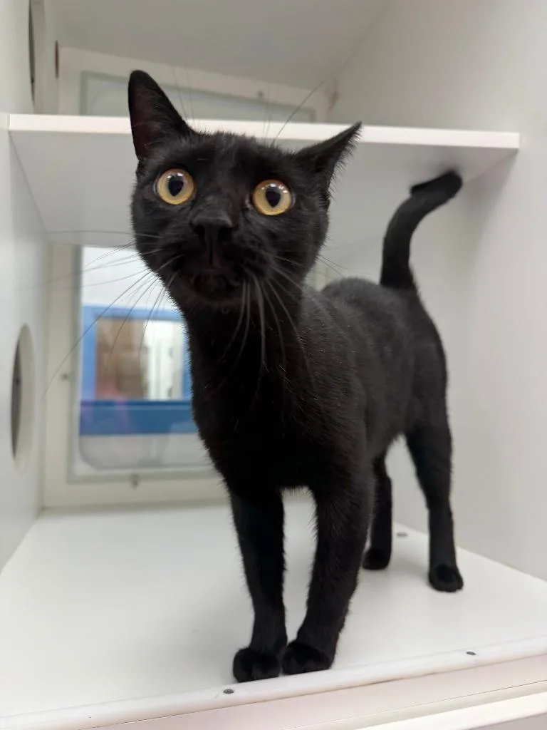 An adult medium-sized female Domestic Short Hair cat named Waverly for adoption in Hartsville, SC