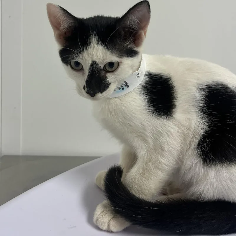 A baby small-sized male Domestic Short Hair cat named Normand for adoption in Hattiesburg, MS