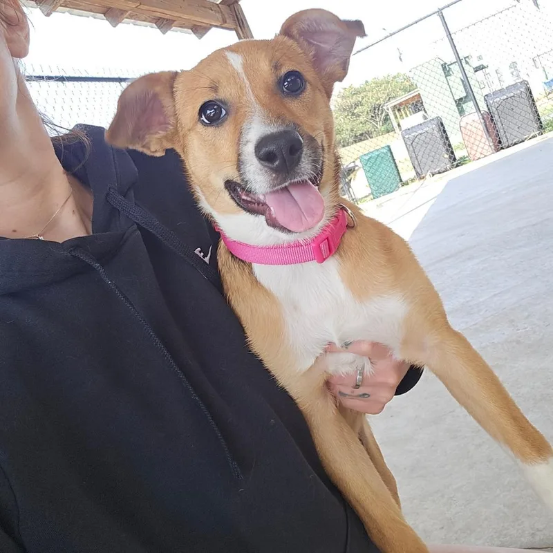 A baby small-sized female Shepherd dog named Shirley  U for adoption in Tupelo, MS