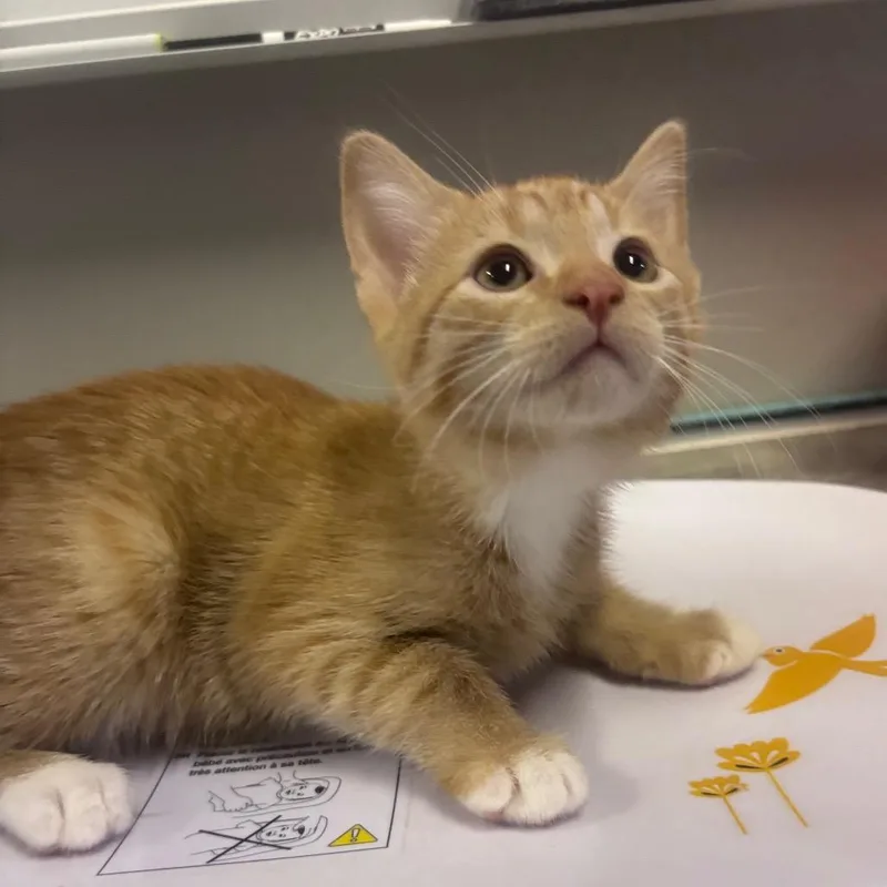 A baby small-sized male Orange / Red American Shorthair cat named Phillip for adoption in Mocksville, NC
