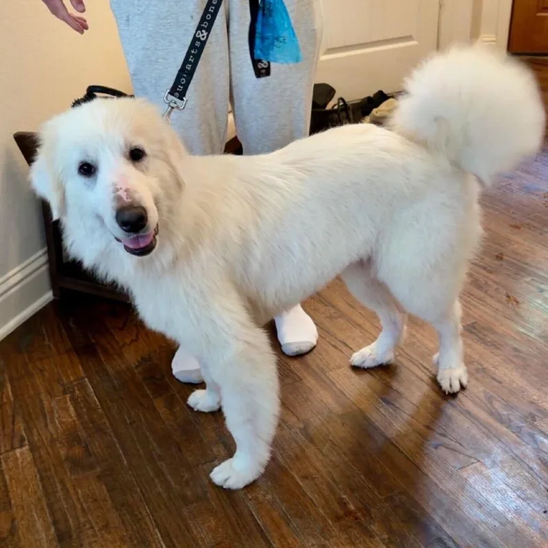 An adult medium-sized female White / Cream Great Pyrenees dog named Chloe for adoption in Brooklyn, NY