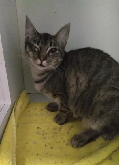 An adult medium-sized female Domestic Short Hair cat named Bonnie for adoption in Palm Coast, FL