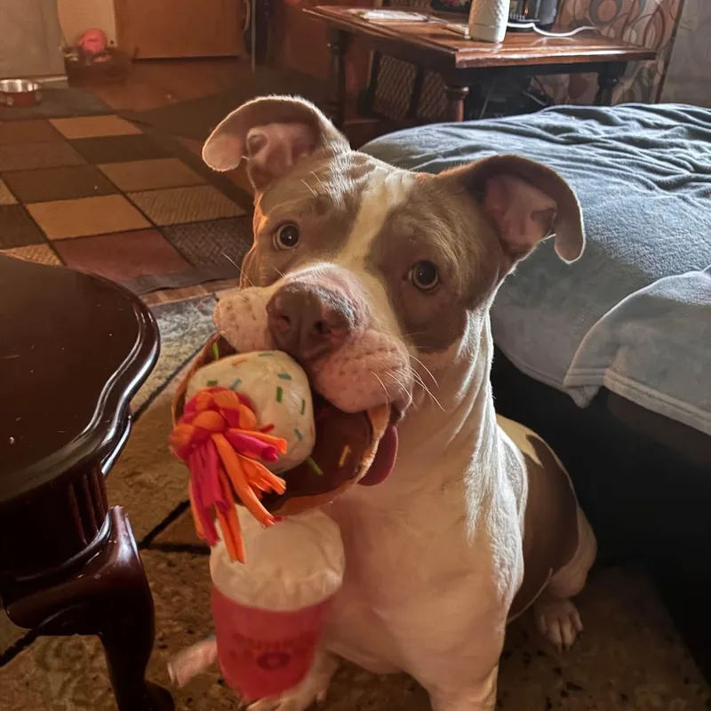 An adult medium-sized male White / Cream Mixed Breed dog named Ewok AKA SAM for adoption in Warren, OH