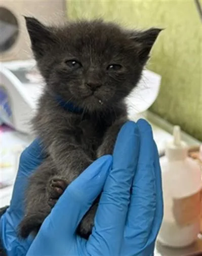 A baby small-sized male Domestic Short Hair cat named Alder for adoption in Riverside, CA