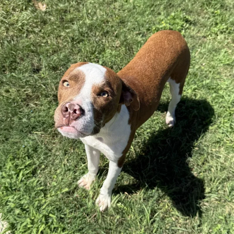 A baby medium-sized male Pit Bull Terrier dog named Brennan for adoption in Brenham, TX