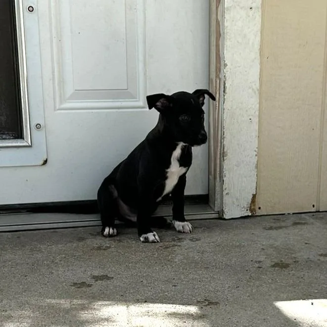 A baby medium-sized male Black Catahoula Leopard Dog dog named Ricky for adoption in Wimberley, TX
