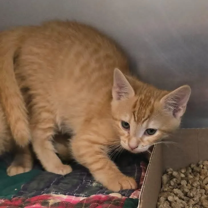 A baby medium-sized male Tabby (Buff / Tan / Fawn) Domestic Short Hair cat named Christian for adoption in Orange, VA