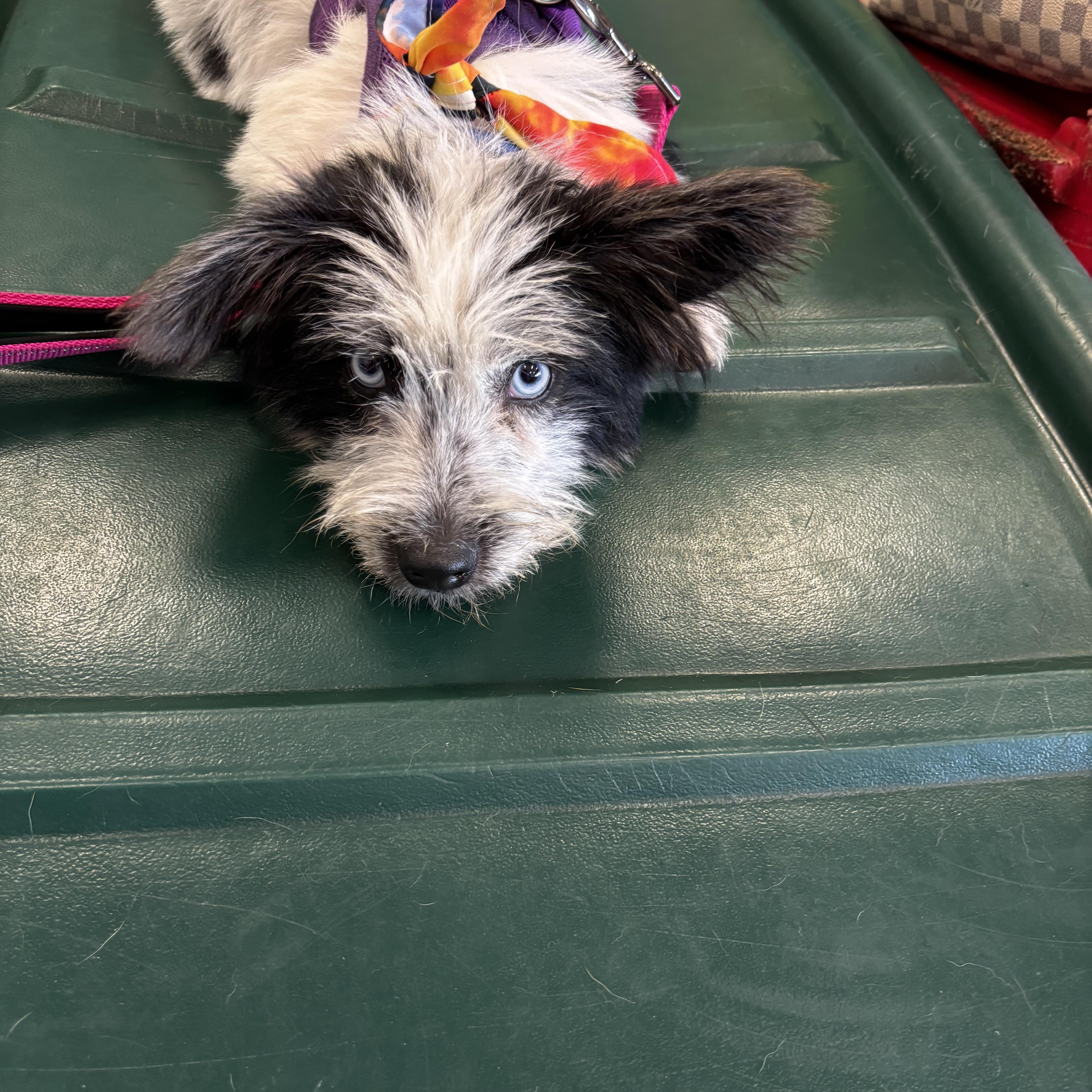 A baby small-sized female White / Cream West Highland White Terrier / Westie dog named Dottie for adoption in Cordova, TN