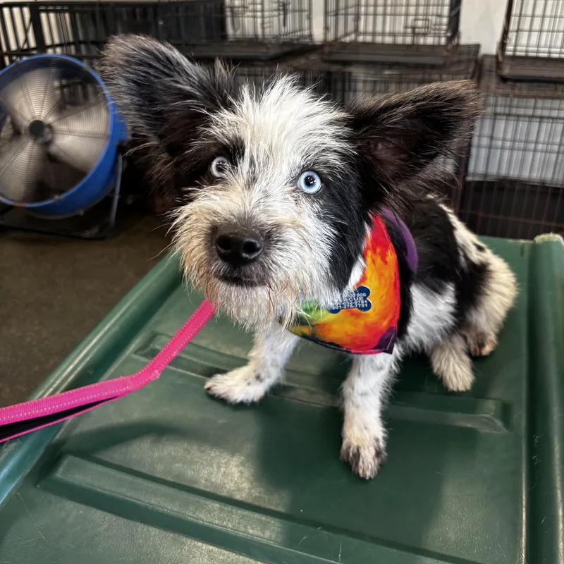 Dottie thumbnail 2