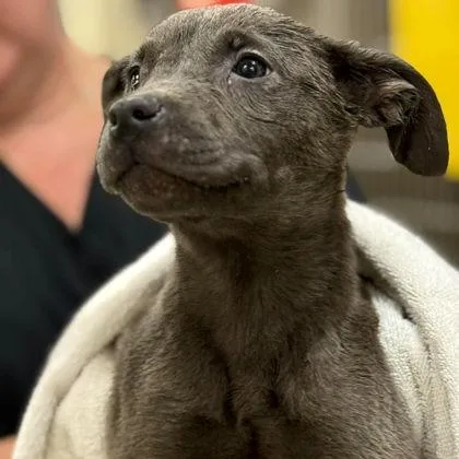 A baby small-sized female Gray / Blue / Silver Labrador Retriever dog named Mayo for adoption in North Charleston, SC