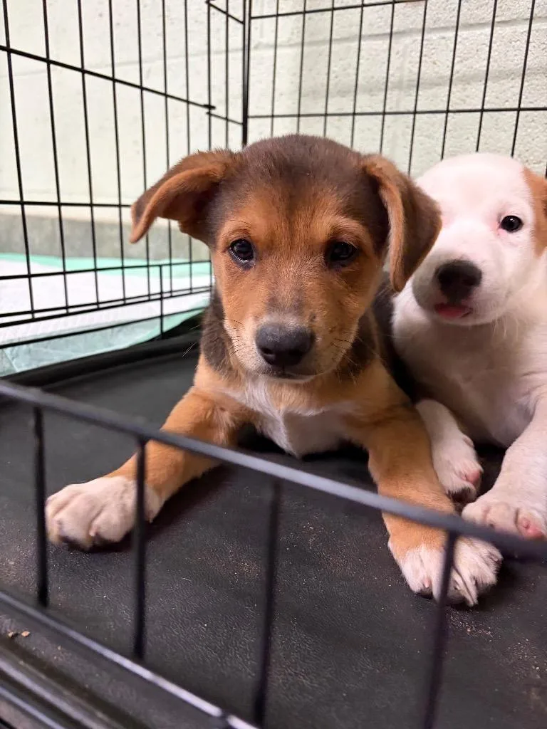 A baby small-sized male Shepherd dog named Potato for adoption in Ada, OK