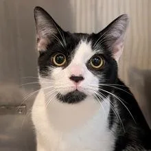 A baby medium-sized male Black & White / Tuxedo Domestic Short Hair cat named Kai for adoption in Portland, OR