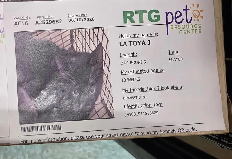 A baby medium-sized female Domestic Short Hair cat named Latoya for adoption in Tampa, FL