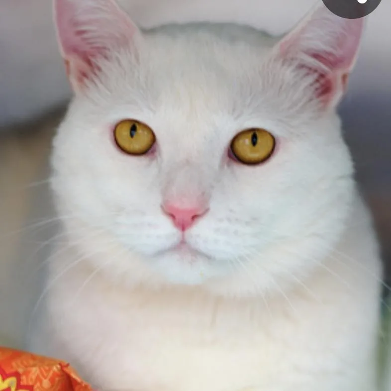 An adult small-sized male White Domestic Short Hair cat named Soline for adoption in Brooklyn, NY
