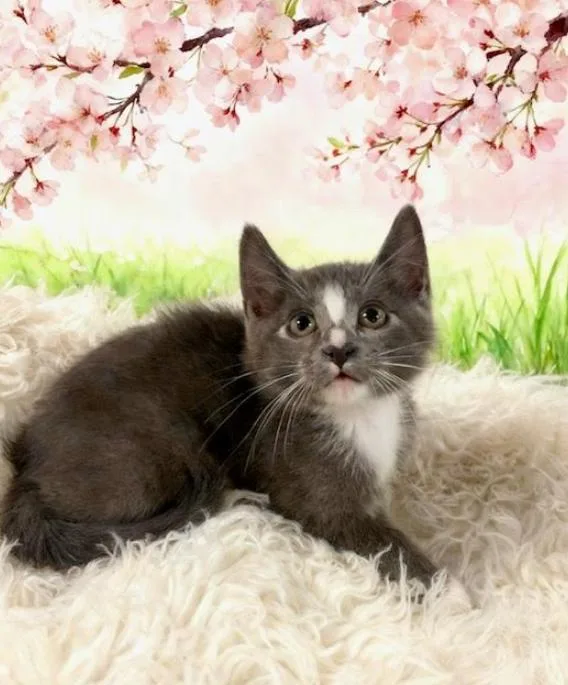 A baby small-sized male Domestic Short Hair cat named Eggroll for adoption in Tehachapi, CA