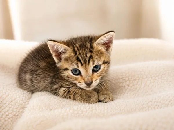 A baby small-sized female Domestic Short Hair cat named Deena for adoption in Lafayette, LA