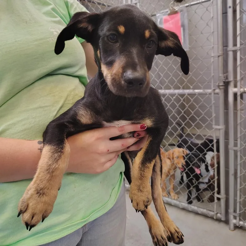 A baby small-sized female Black Labrador Retriever dog named Ruby for adoption in Novelty, OH