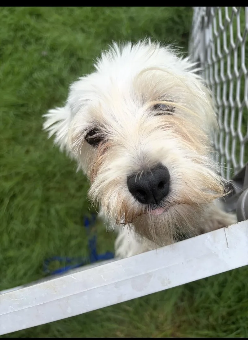 A young small-sized male Yellow / Tan / Blond / Fawn West Highland White Terrier / Westie dog named MinionPolar for adoption in Broken Arrow, OK