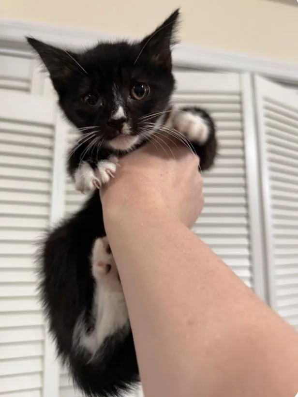 A baby medium-sized male Black & White / Tuxedo Domestic Short Hair cat named Treble for adoption in New York, NY