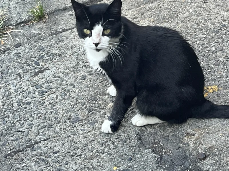 An adult medium-sized female Black & White / Tuxedo American Shorthair cat named Kenta for adoption in New York, NY