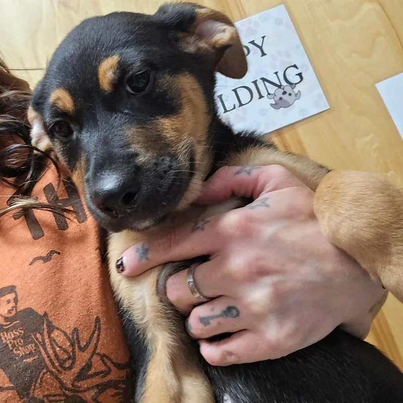 A baby small-sized female Black Shepherd dog named Lovebug  U for adoption in Tupelo, MS