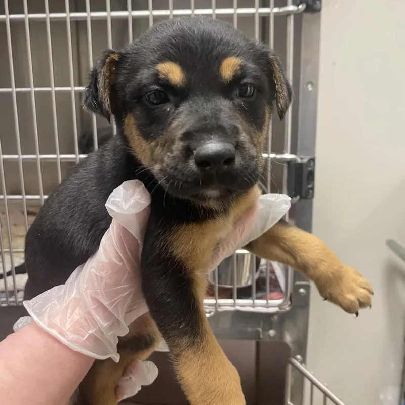 Lovebug  U thumbnail 3