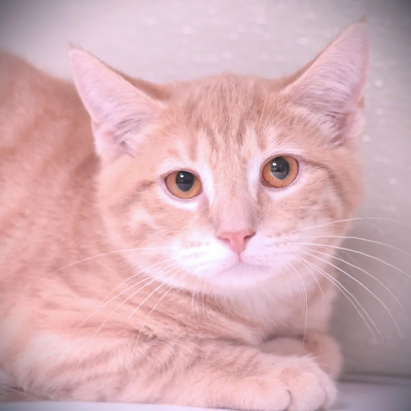 A young medium-sized male Buff / Tan / Fawn Domestic Short Hair cat named Pear for adoption in Amsterdam, NY