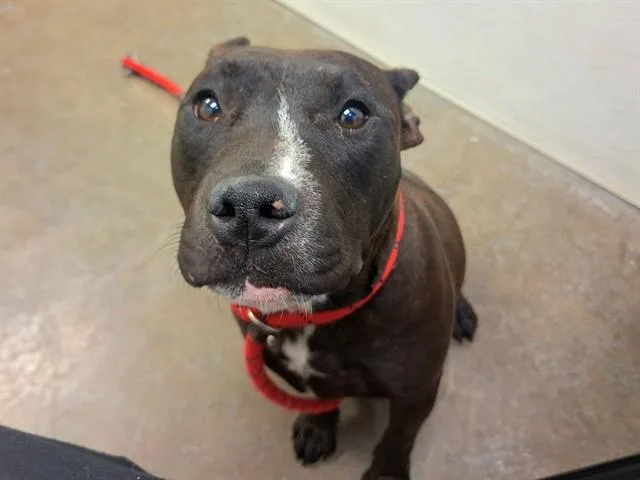 A young large-sized female Pit Bull Terrier dog named Winx for adoption in Phoenix, AZ