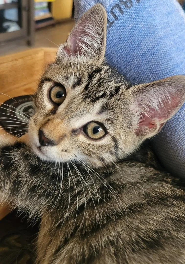 A baby small-sized male Tabby (Gray / Blue / Silver) Domestic Short Hair cat named Lentil for adoption in San Diego, CA