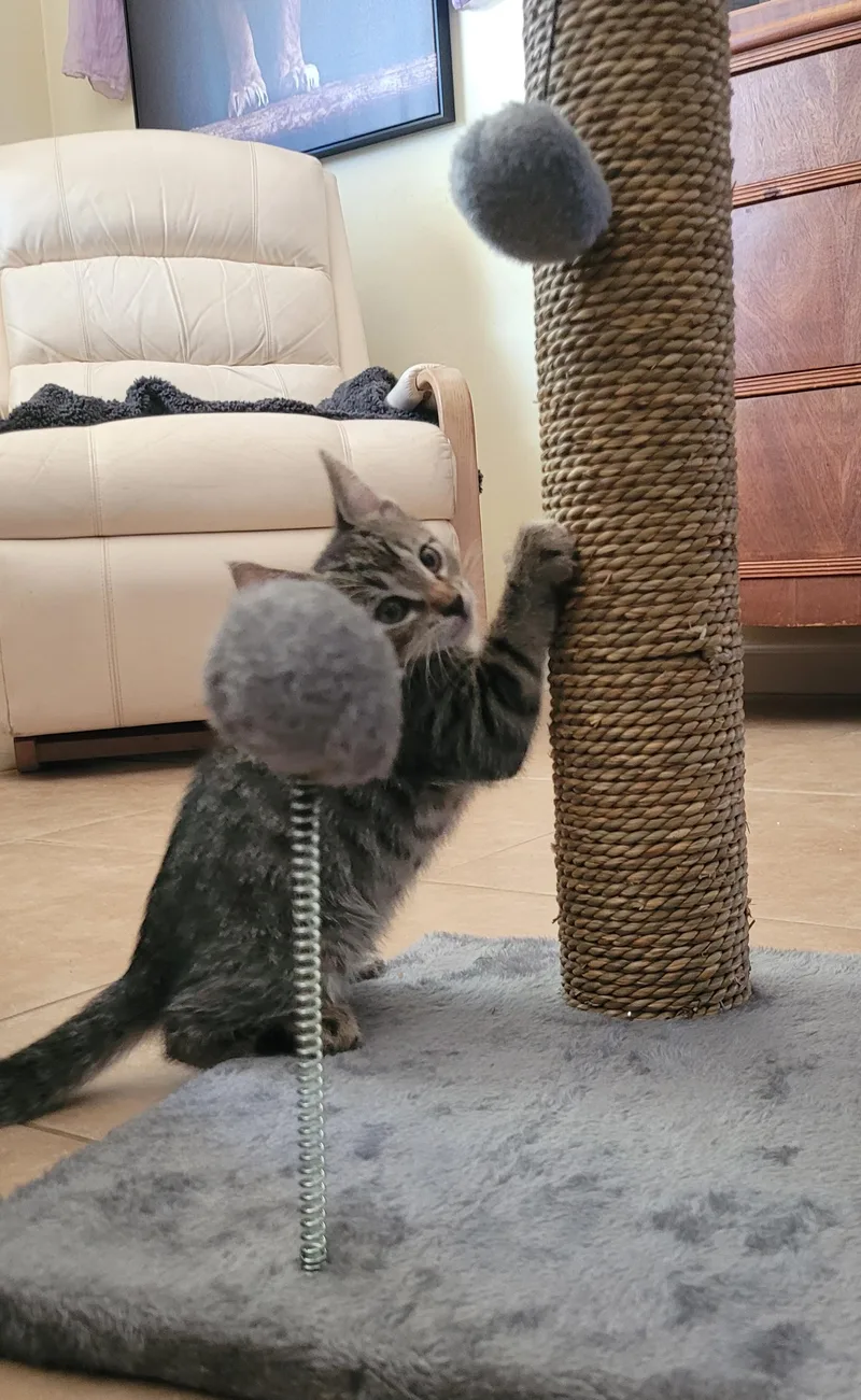 Lentil thumbnail 2