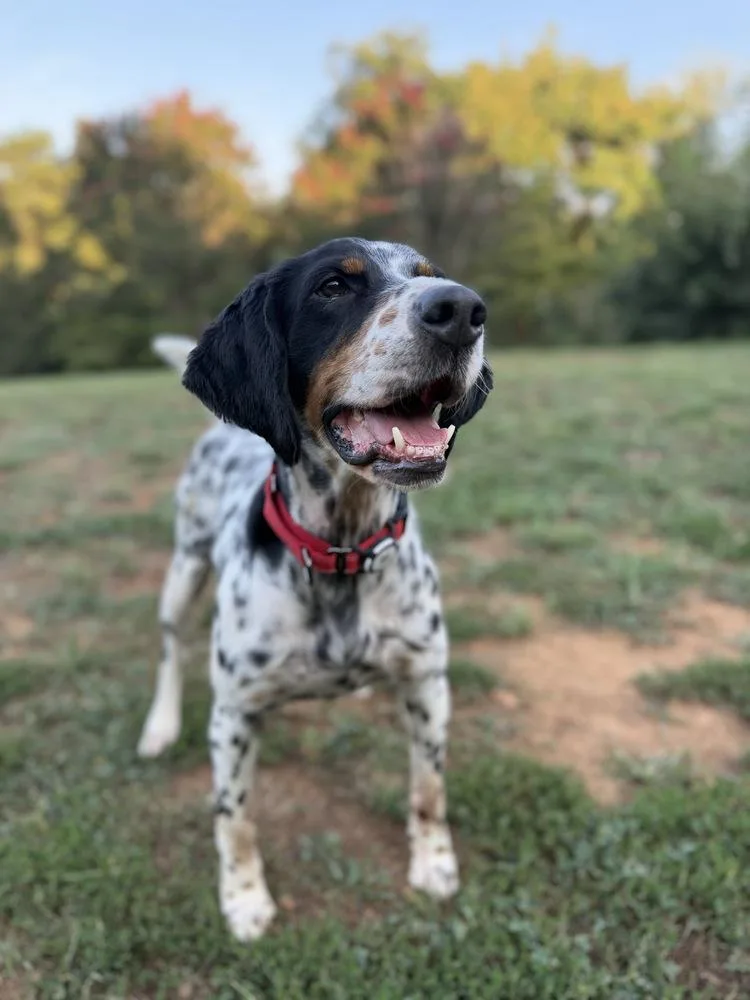 An adult medium-sized male English Setter dog named Jett for adoption in Hilliard, OH