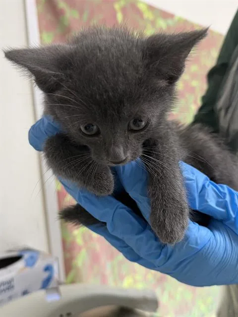 A baby small-sized female Domestic Short Hair cat named Dior for adoption in San Antonio, TX