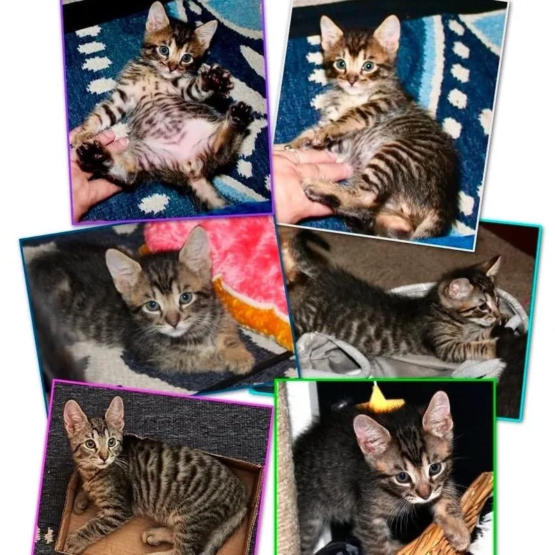 A baby small-sized male Brown / Chocolate Domestic Short Hair cat named Percy for adoption in Orangevale, CA