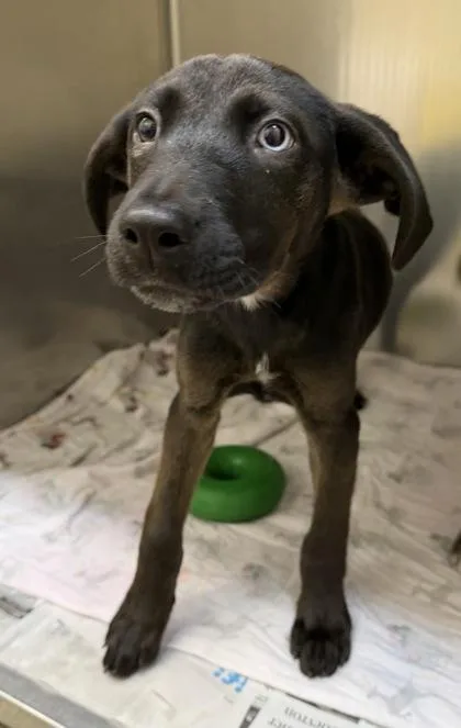 A baby small-sized female Catahoula Leopard Dog dog named Nefri for adoption in Westland, MI