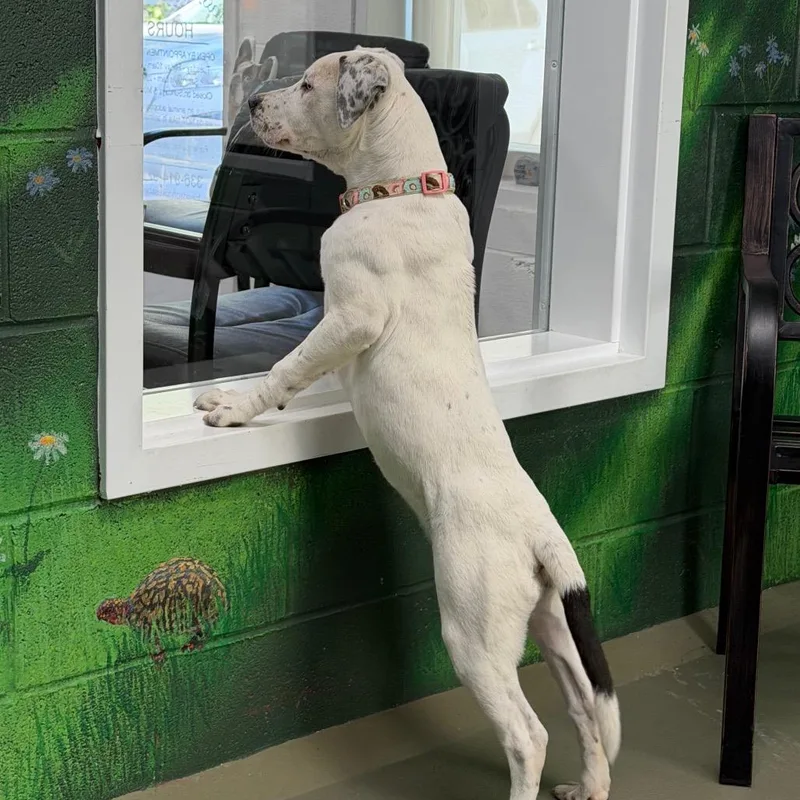 A baby medium-sized female White / Cream Mixed Breed dog named Houlihan for adoption in Walnut Cove, NC