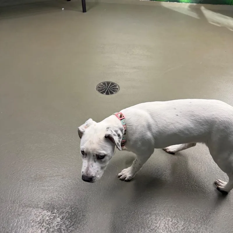 Houlihan thumbnail 2